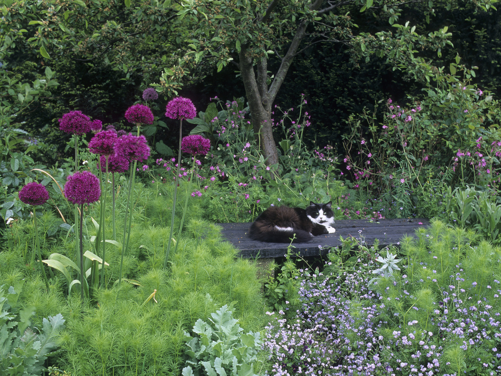 Resting Cat, Park Farm Garden, Essex, England