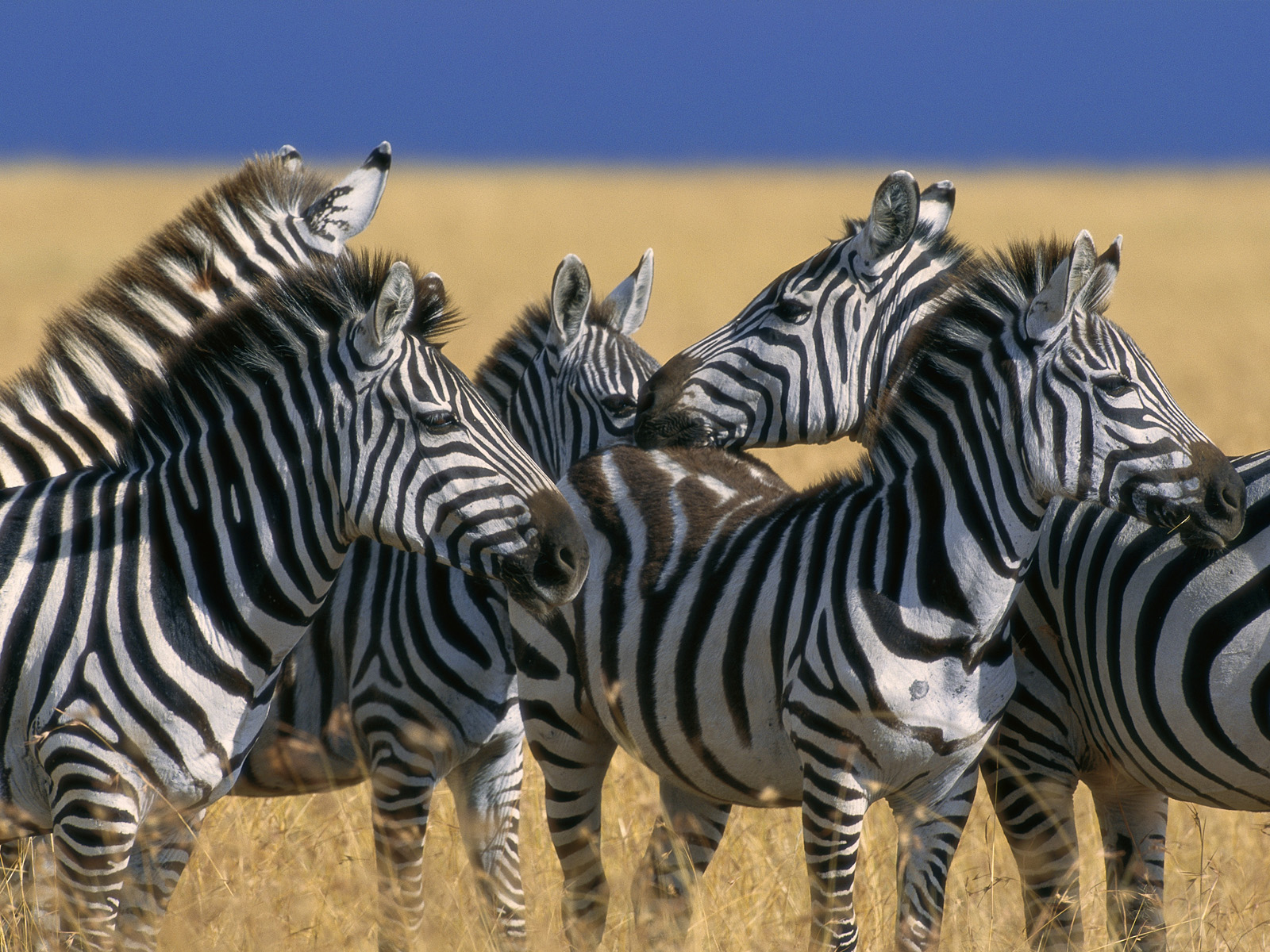 Herd of Plains Zebras, Masai Mara National Reserve, Kenya