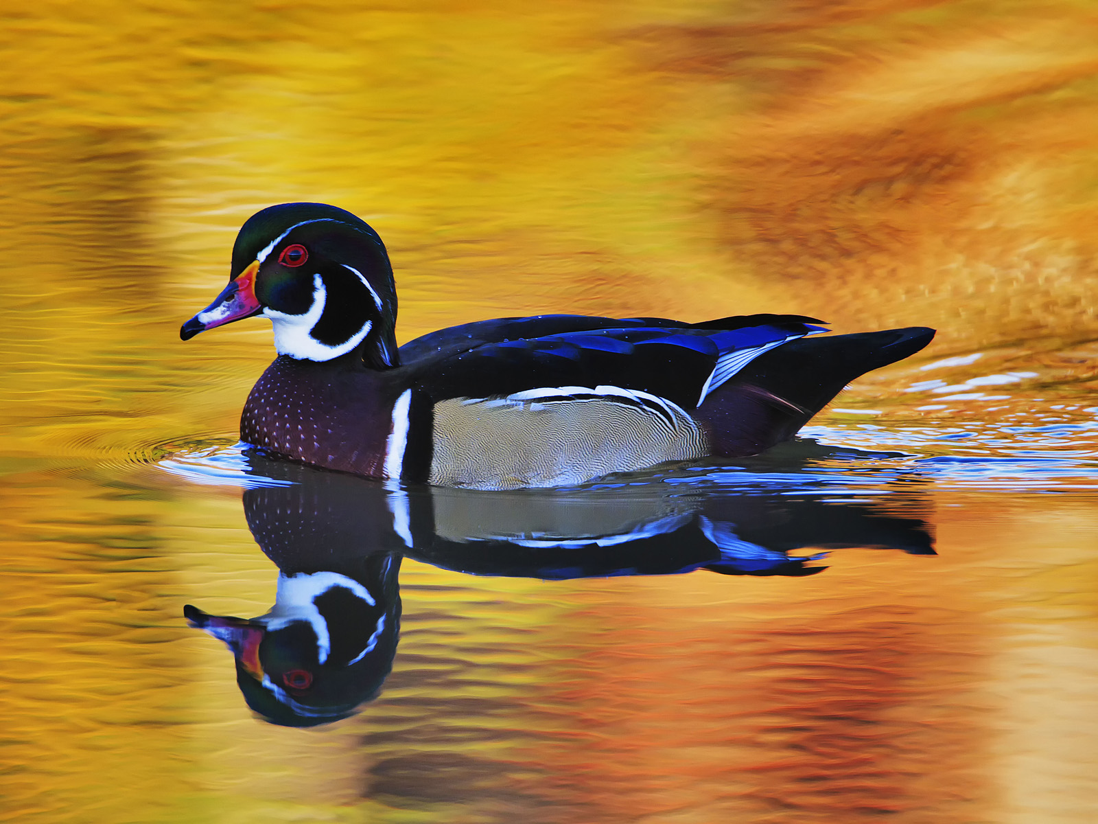 Male Wood Duck, Near Cleveland, Ohio