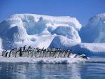 Adelie Penguins in Hope Bay, Antarctica-a