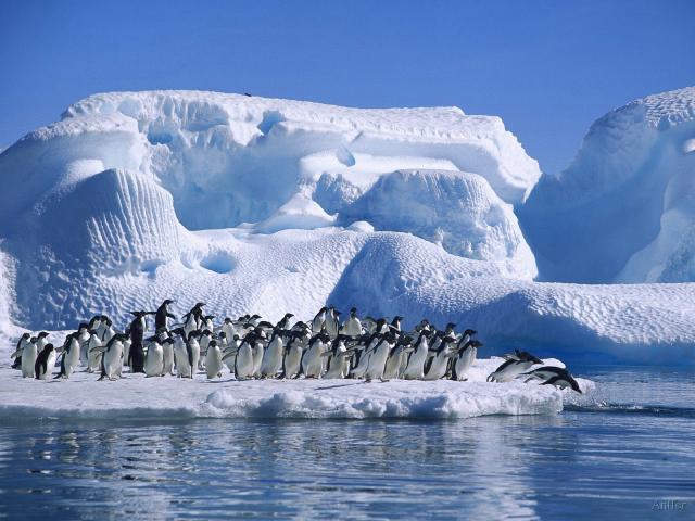 Adelie Penguins in Hope Bay, Antarctica-a