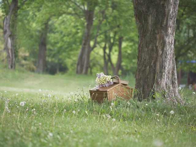 Picnic Basket, Korea