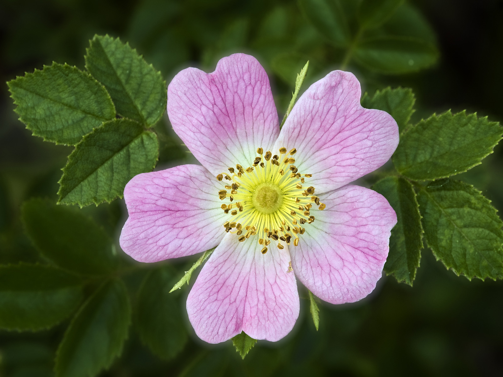 Sweet Briar Rose, Belgium