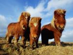 Shetland Ponies