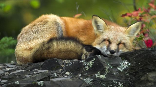 Sleeping Red Fox, Grand Portage National Monument, Lake Superior, Minnesota