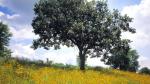 Blackeyed Susans and Red Oak in Summer, Southwood Conservation Area, Loess Hills, Iowa