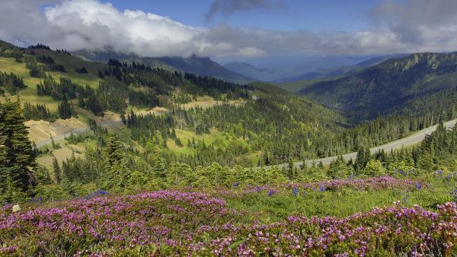 Hurricane Ridge Flowers, Olympic National Park, Washington