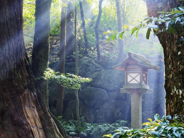 Rays_of_Sun_in_a_Japanese_Forest