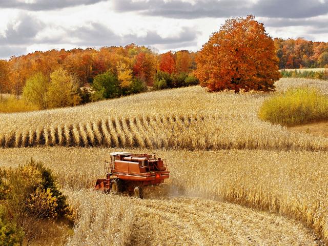 Autumn_Corn_Harvest_Cadillac_Michigan