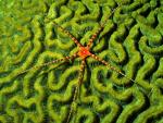 Brittlestar_on_Brain_Coral