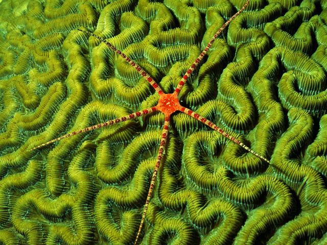 Brittlestar_on_Brain_Coral