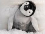 Emperor_Penguin_Chick