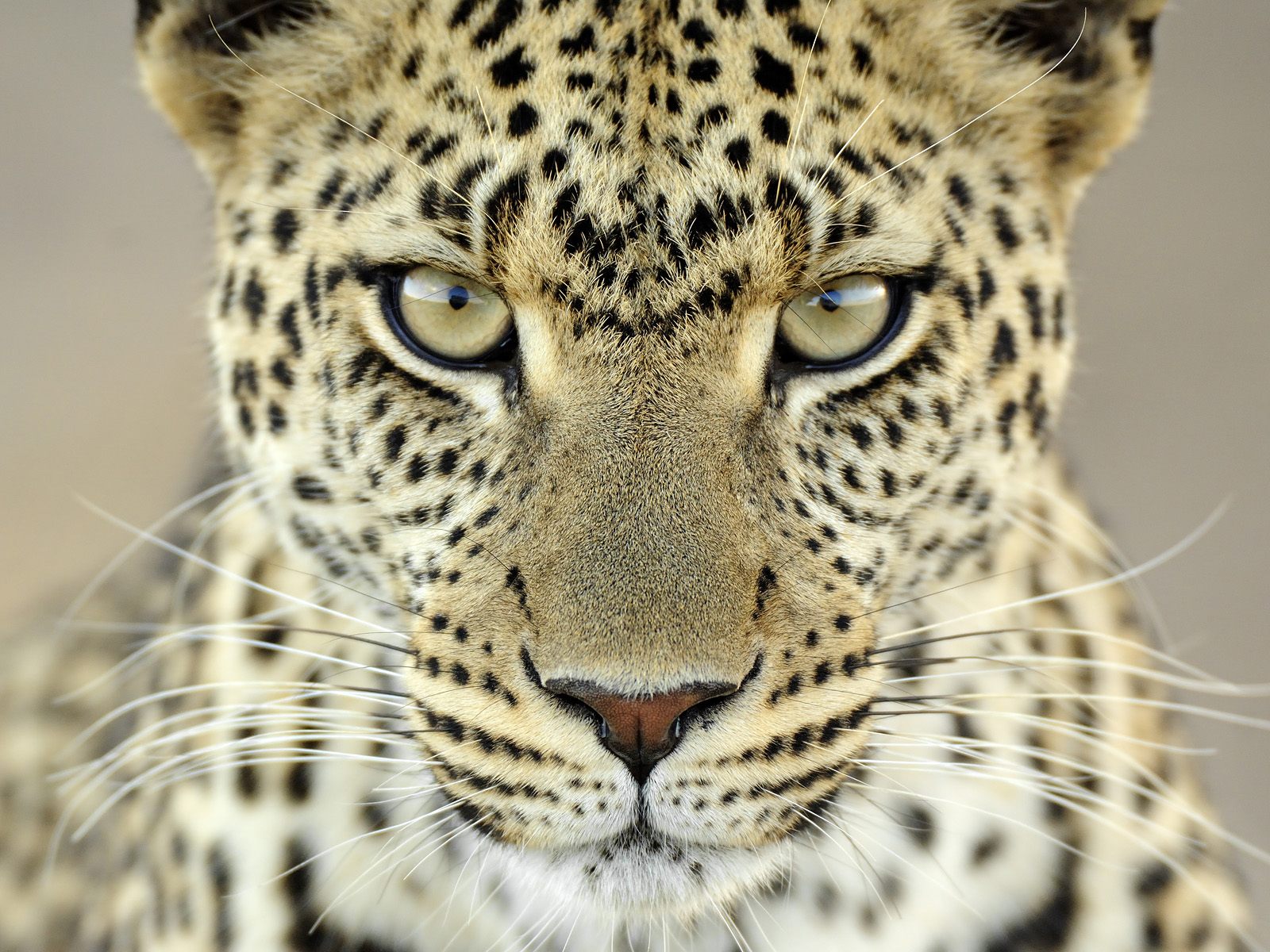 Female_Leopard_Serengeti_National_Park_Tanzania