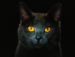 Golden_Eyes