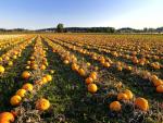 Growing_Pumpkins_Central_Saanich_Near_Victoria_British_Columbia