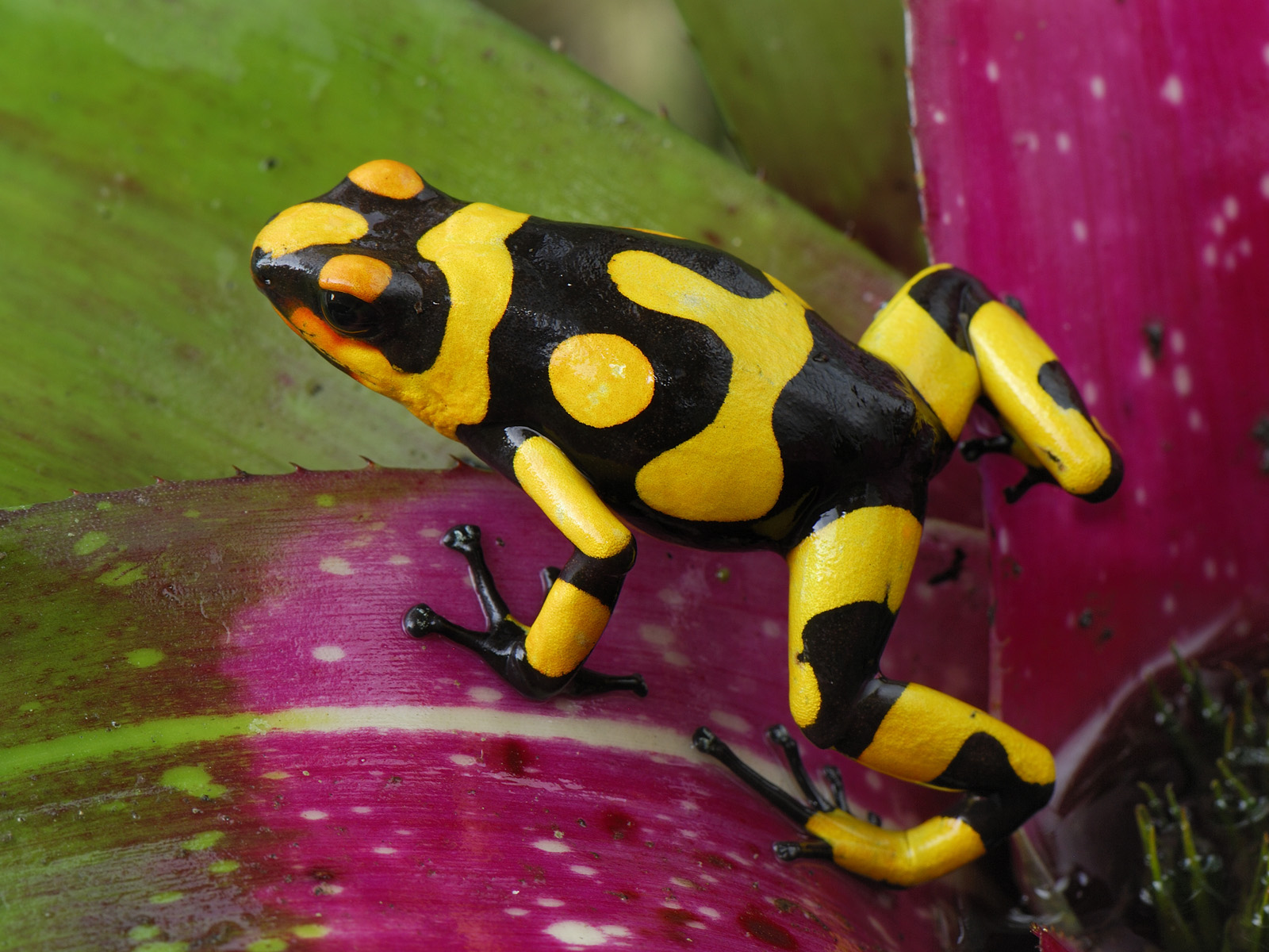 Harlequin_Poison_Dart_Frog_Columbia
