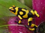 Harlequin_Poison_Dart_Frog_Columbia