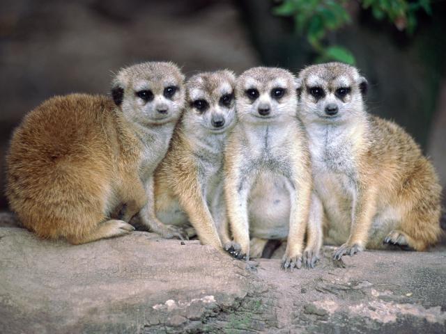 Meerkats