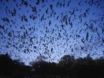 Mexican_Free-Tailed_Bats_Bracken_Cave_Texas