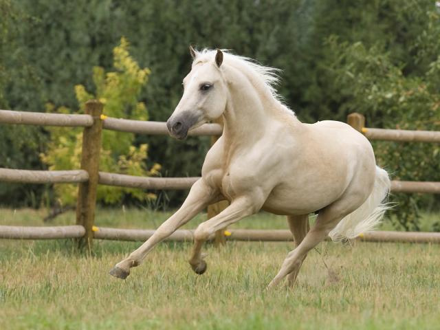 Palomino_Welsh_Pony_Stallion_Colorado