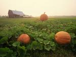 Pumpkin_Harvest_Near_Easton_Maryland