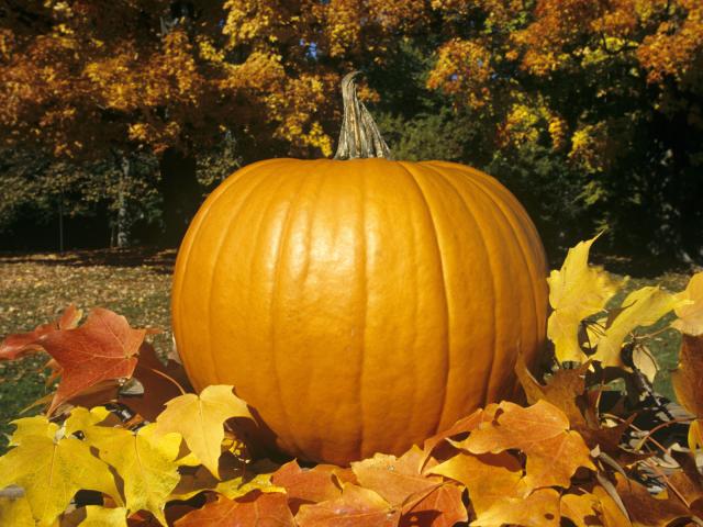 Pumpkin_on_Autumn_Leaves