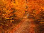 Road_Less_Travelled_in_Autumn_Connecticut