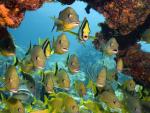 School_of_Fish_and_Corals_Florida_Keys_National_Marine_Sanctuary_Florida