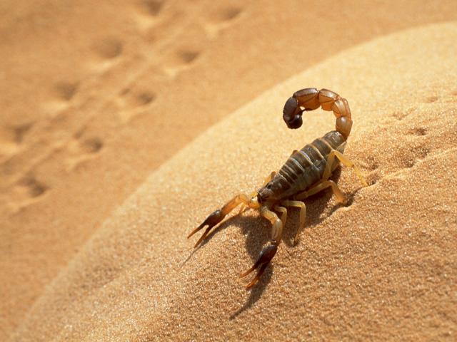 Scorpion_Sahara_Desert_Algeria