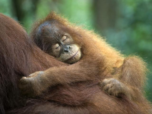 Sumatran_Orangutan_Sumatra_Indonesia