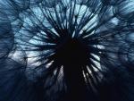 Western_Salsify_Karkloof_Valley_KwaZulu_Natal_South_Africa