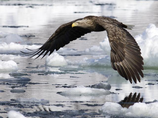 White-Tailed_Eagle