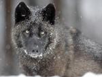 Wild_Gray_Wolf_Canada