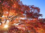 Autumn_Maple_Japan