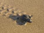 Baby_Loggerhead