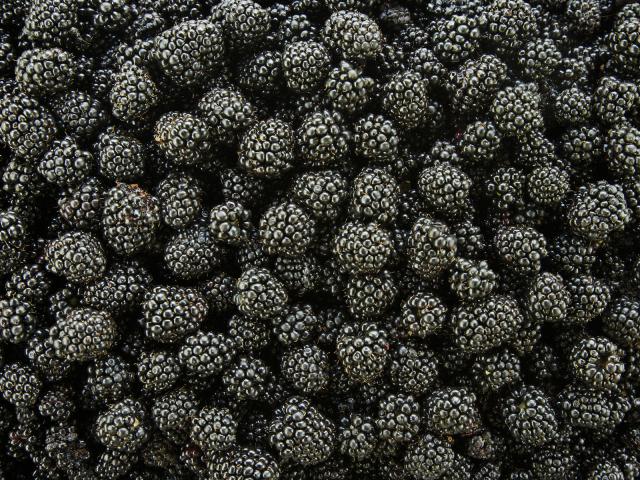 Blackberries