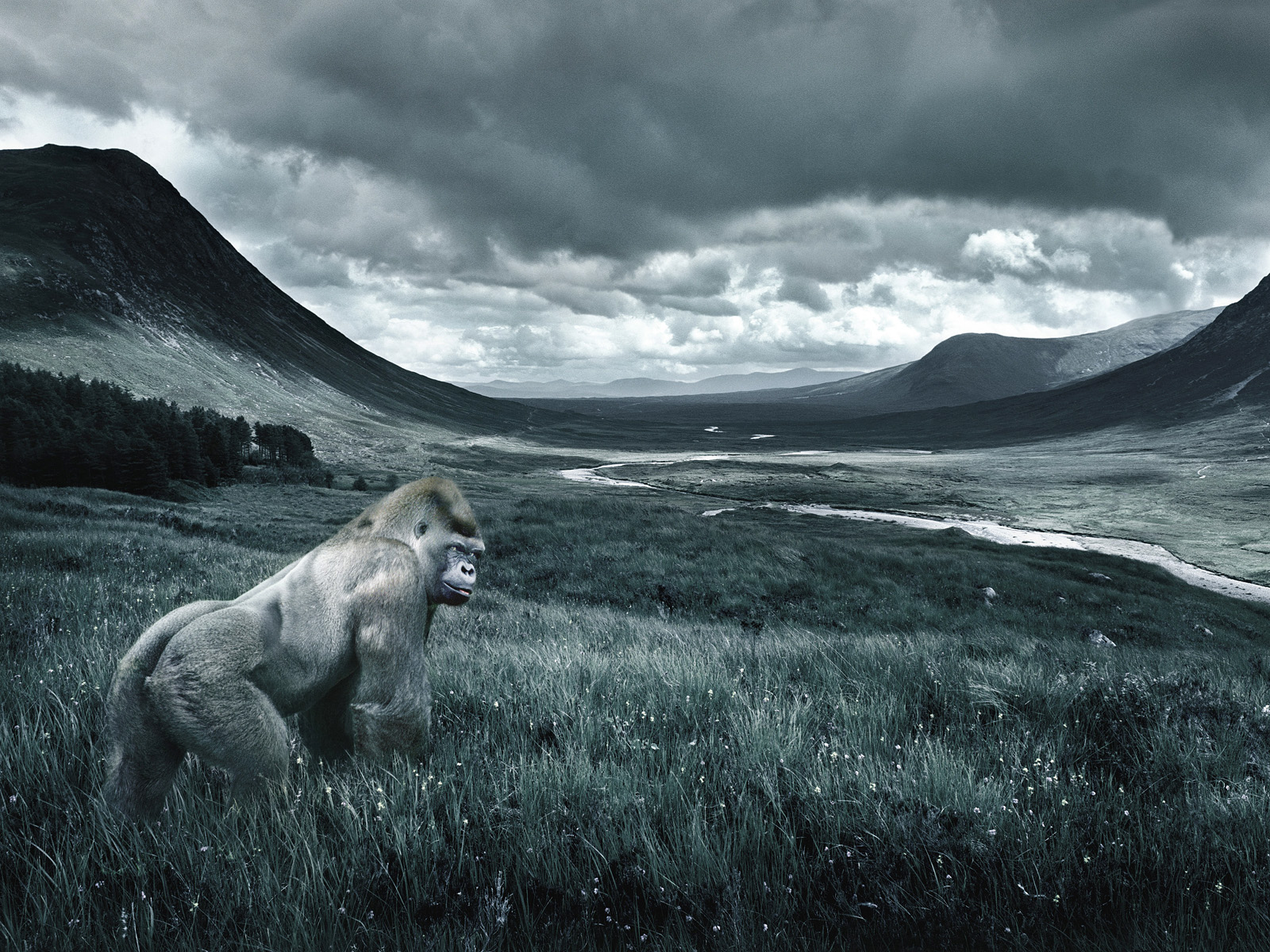 Gorilla_in_a_Meadow