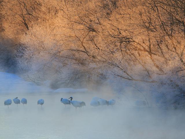 Japanese_Cranes
