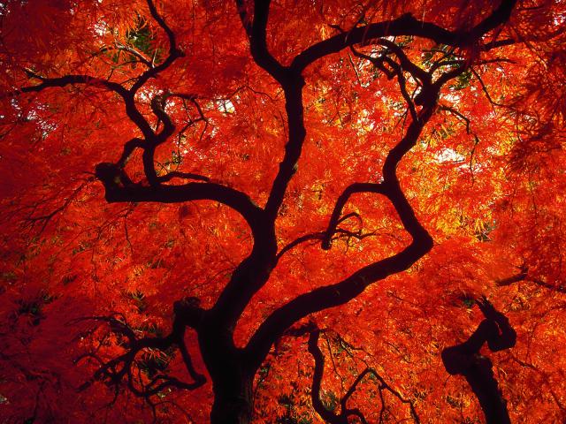 Japanese_Maple_Autumn