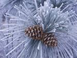 Pine_Cones_in_Winter