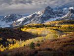 Quaking_Aspens