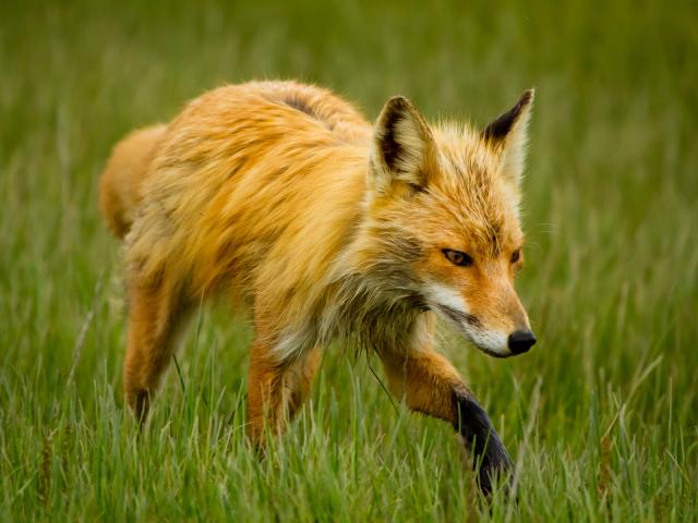 Red_Fox_Hunting