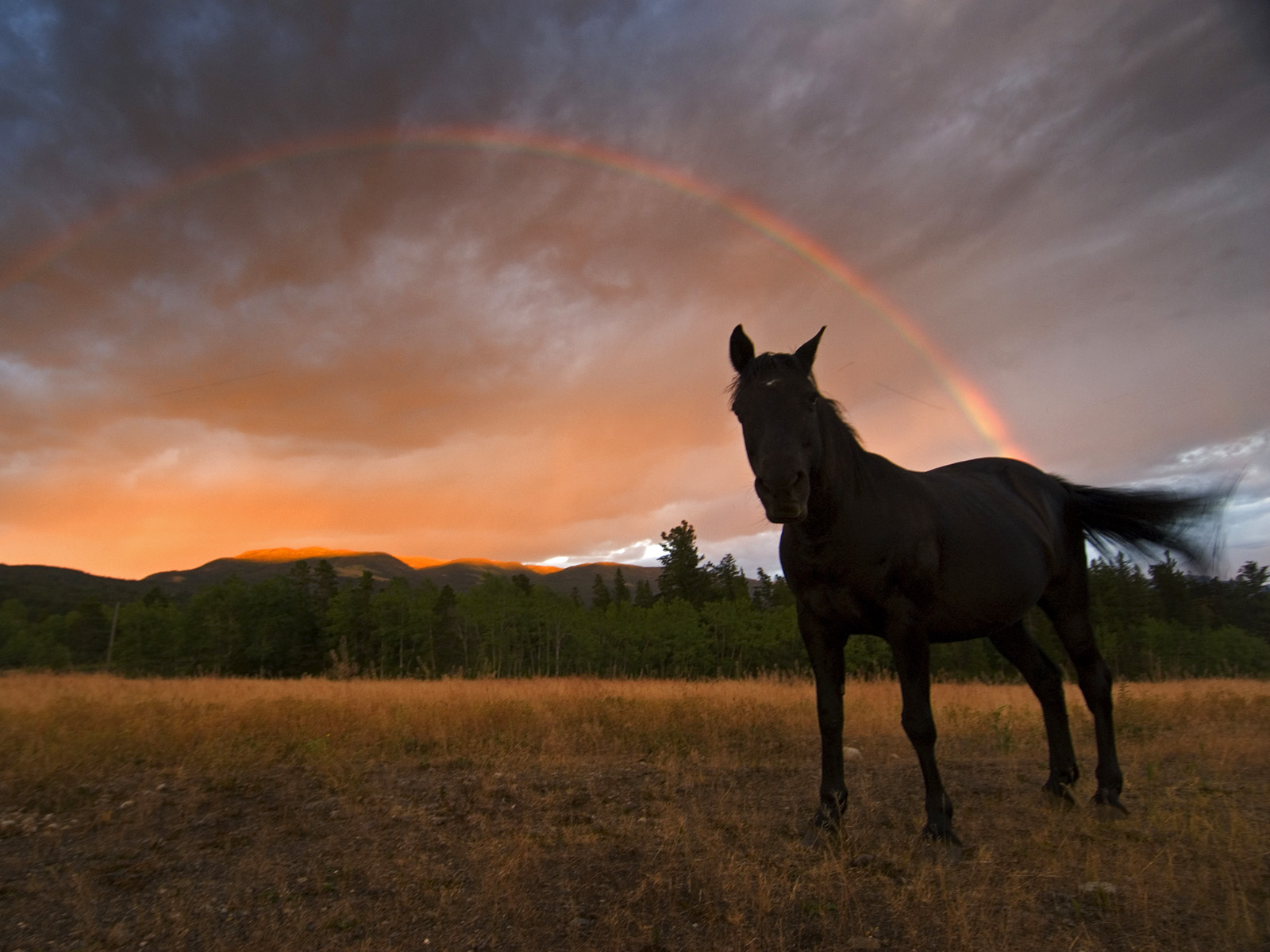 Black_Horse