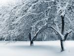 Fresh_Fallen_Snow