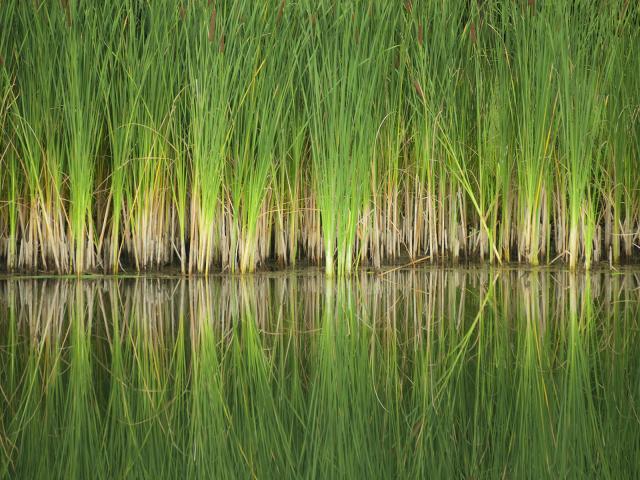 Grasses_Cuyahoga