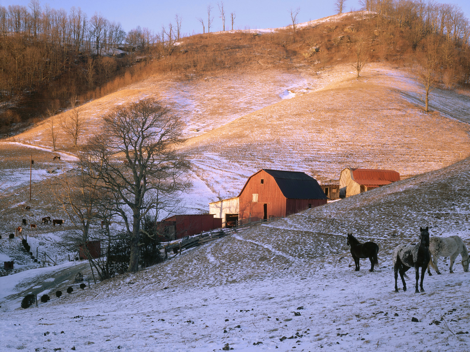 Hodges_Farm_Baird