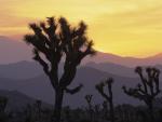 Joshua_Tree_1