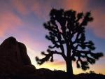 Joshua_Tree_2