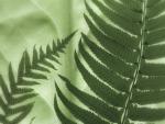 Oak_Fern