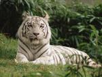 White_Bengal_Tiger